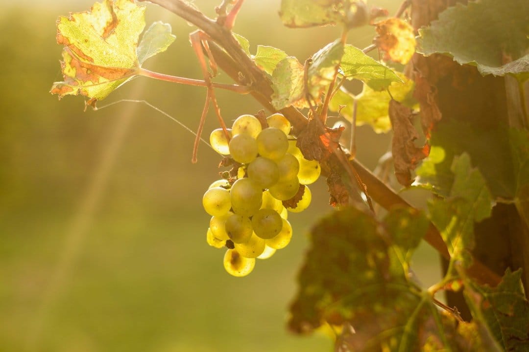 Italian sparkling wine regions—Franciacorta shifts talk