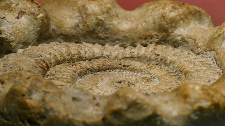 Close-up of an ancient fossil, showcasing a nautiloid shell with intricate patterns, highlighting its deceptive resemblance to an octopus.