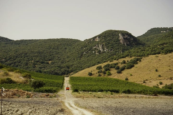 Vibrant Sicilian vineyard landscape with lush grapevines under a clear blue sky, highlighting wine tourism potential.