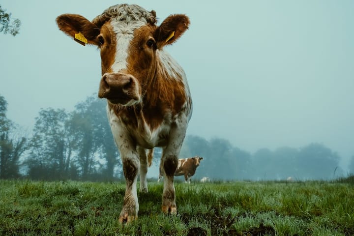 Cows grazing in a lush field, illustrating the discovery of hydrogenobody and its impact on methane emissions.